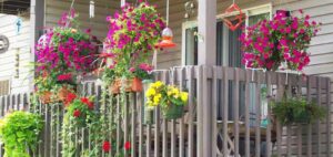 Beautiful flowers on the deck
